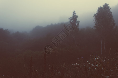 景观黎明松树森林雾神秘气氛中雾的清晨图片