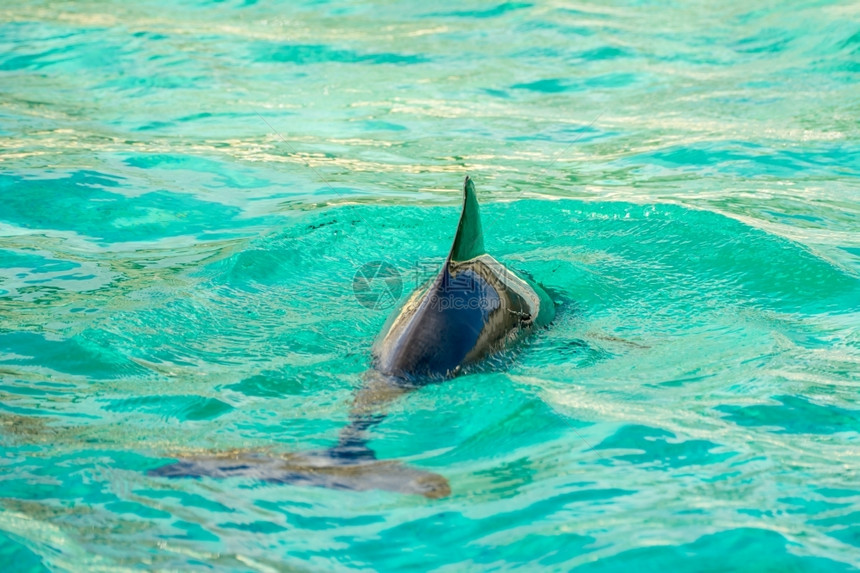 水中海豚图片