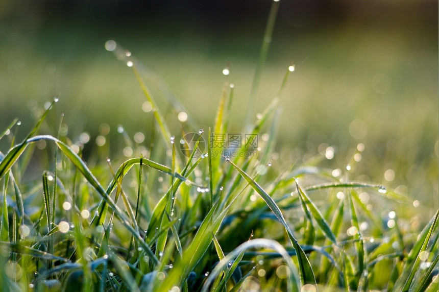 降低多汁的清晨绿草上露出微小的水耀斑图片