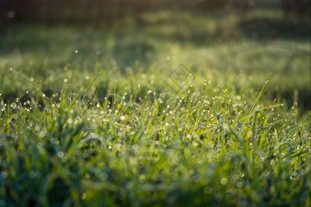 滴奥夫钦尼科清晨绿草上露出微小的水降低图片