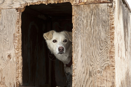 胶合的斯诺马一只单雪橇狗从它的天气暴虐胶合木小屋门内谨慎地看着它警告观背景