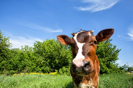农场国内的鼻子棕牛在绿草地上黄牛的头是紧贴夏日风景棕牛在绿草地上图片