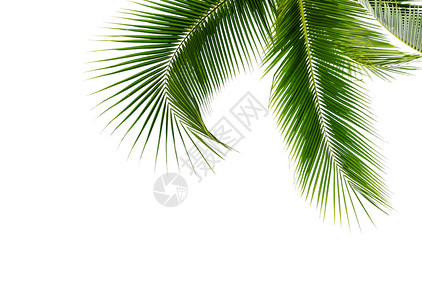 叶子椰棕榈树的绿假白底隔离植物群弯曲图片