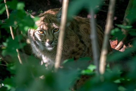 密林中的猫科动物高清图片