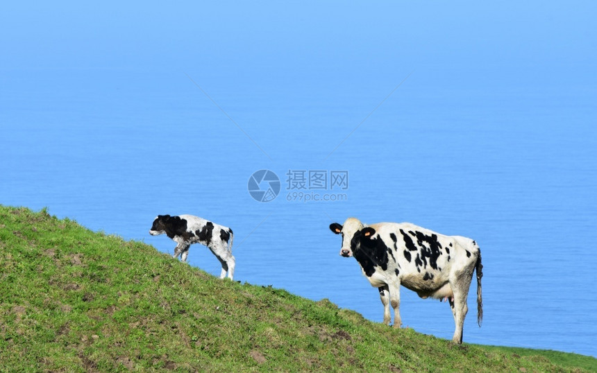 哺乳动物海洋黑色的可爱白小牛和山坡上的图片