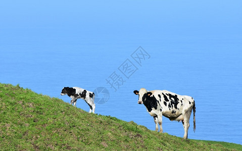 哺乳动物海洋黑色的可爱白小牛和山坡上的背景图片