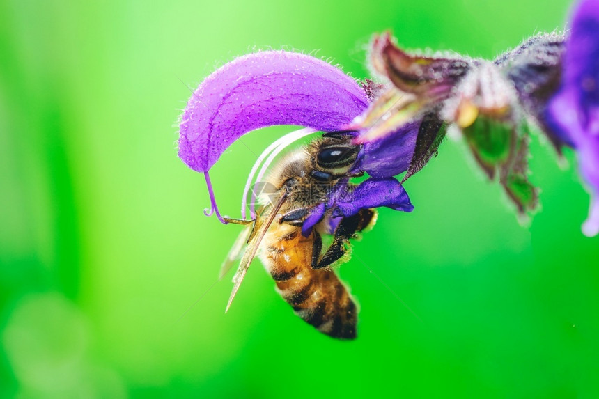 花粉春天意大利阿尔卑斯山的蜜蜂萨维娅普拉滕西斯吸食花蜜营养素图片