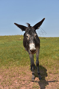 直接视黑色驴的面部马普罗旺斯驴野高清图片