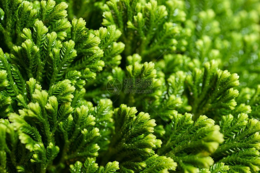 夏天绿色地衣的近镜头非常漂亮花卉季节或圣诞抽象背景绿色花岗草树质地图片