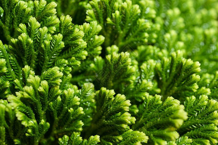 夏天绿色地衣的近镜头非常漂亮花卉季节或圣诞抽象背景绿色花岗草树质地背景图片