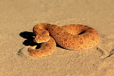 哈里比丹国民报南非卡拉哈里沙漠防御位置的角蝰蛇Bitiscaudalis眼睛加法器防守背景