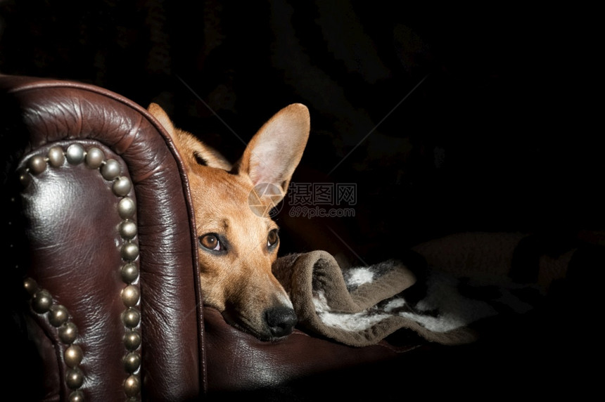 国内的长眼睛大耳朵狗在有复制空间的皮面沙发上犬类革图片