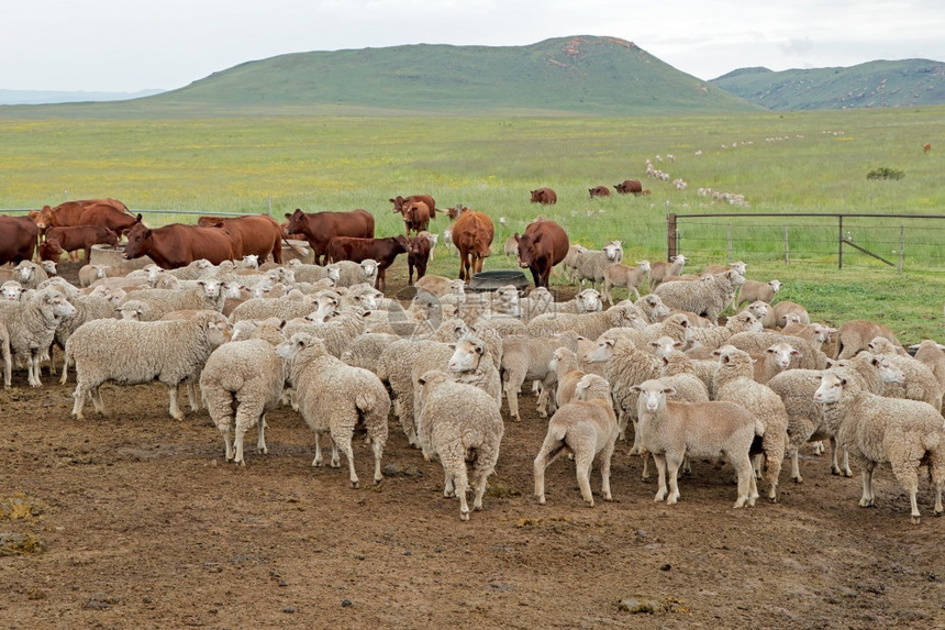 常设南非农村一个场的天然牧上自由梅里诺山绵羊和牛群哺乳动物图片