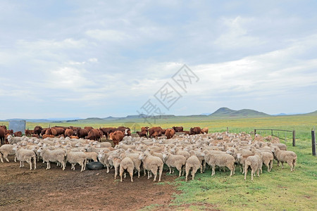 农场里的绵羊背景图片