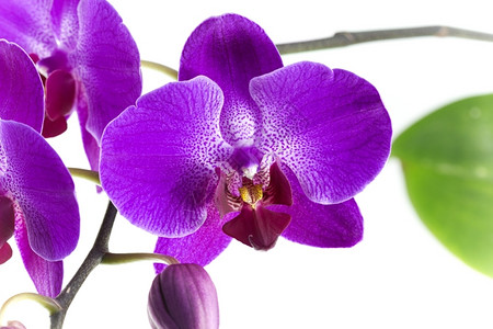 郁葱Orchidadecee的紫兰花朵它是一个多样化和广泛的开花植物大家庭萼片学背景图片