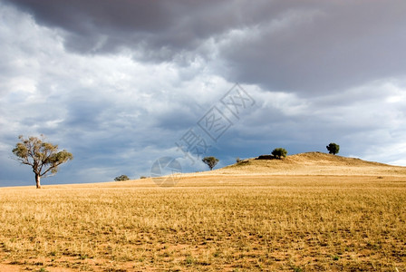 新的澳大利亚西南威尔士州遭受旱灾的干荒农田树木风暴图片