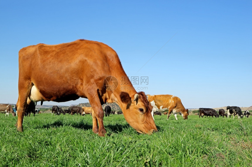 FriesianHolstein奶牛在大片绿草地上放牧郁葱轻擦农业图片