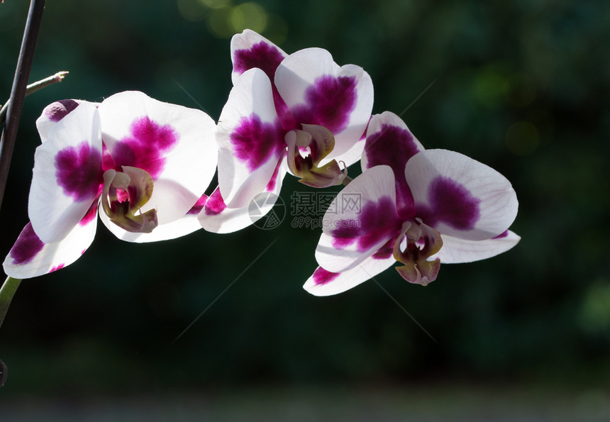 夏天白色和紫兰花相近的白在黑暗背景的兰花上束开图片