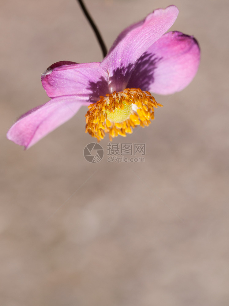 植物夏天在然背景的阿葵花上紧贴着粉红色阿内蒙花装饰图片