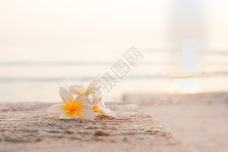岩石象征自然白花躺在海后面的地上白色花朵躺在海后背景图片