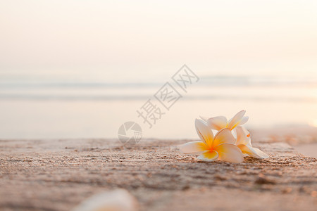 象征花的白躺在海后面的地上白色花朵躺在海后地面背景图片