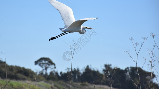 喙白色的美丽海绵翅膀伸展而飞翔白鹭图片