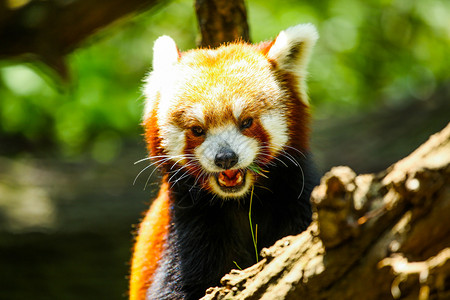 红熊猫吃亚洲生活野动物图片