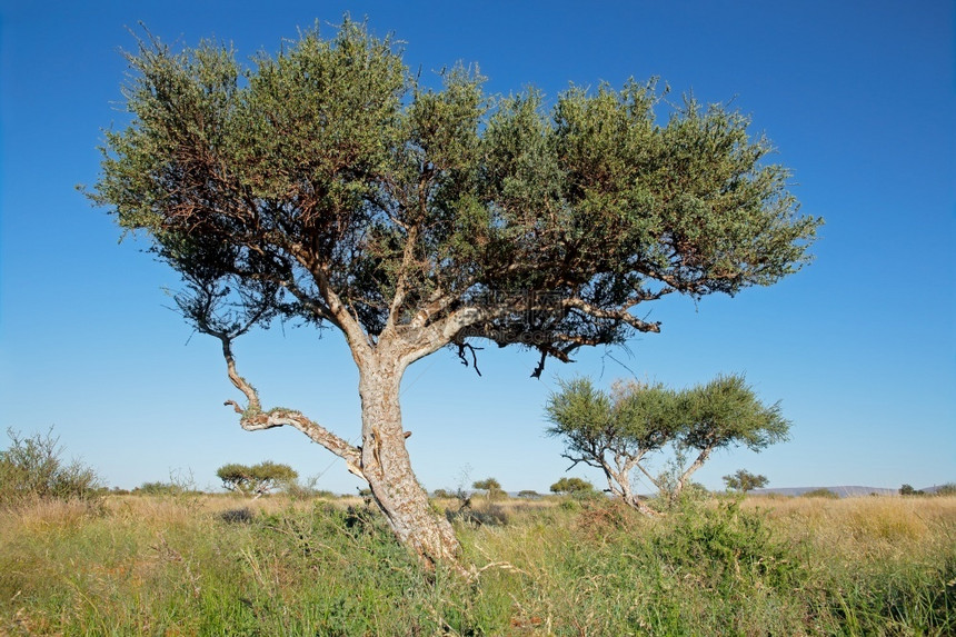 草原上的非洲牧羊人Bosciaalbitrunca树灌木蓝色的南部图片