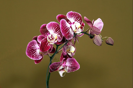 色彩多的兰花物种与世隔绝的亮紫白图片植物群新鲜的图片