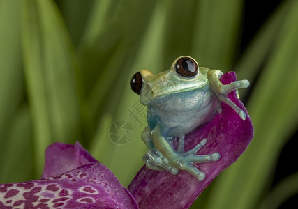 兰花上的马龙眼树蛙可爱的有光生态图片