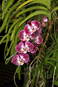 绽放新鲜的精美色彩多兰花物种明亮紫色和白图片图片