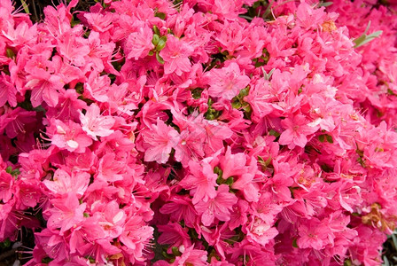 充满活力颜色一朵开满春花的卡鲁姆杜鹃美丽图片