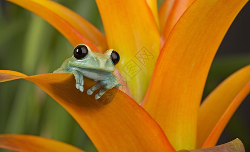 有视野的青蛙可爱美丽图片