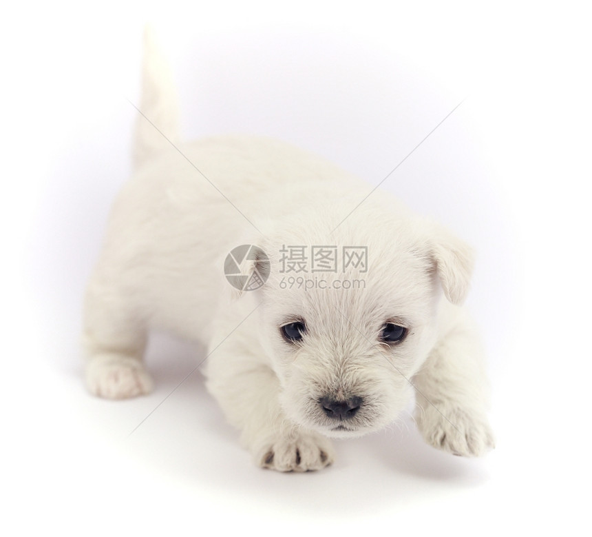 肖像被白色背景所孤立的小狗比琴可爱的熊图片
