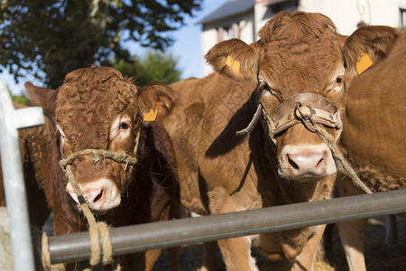 市场上典型的红棕色利木辛奶牛检查上维埃纳绑高清图片