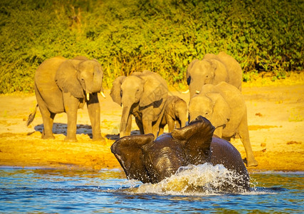 象牙在乔贝河玩耍和喷水的幼象崽动物乐趣图片
