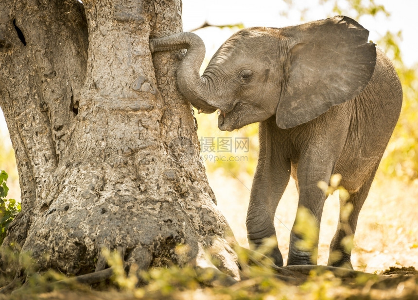 非洲博茨瓦纳的一棵树上幼象小牛与树干一起玩耍预订象牙婴儿图片