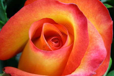 紧贴着美丽的玫瑰浪漫投标婚姻图片