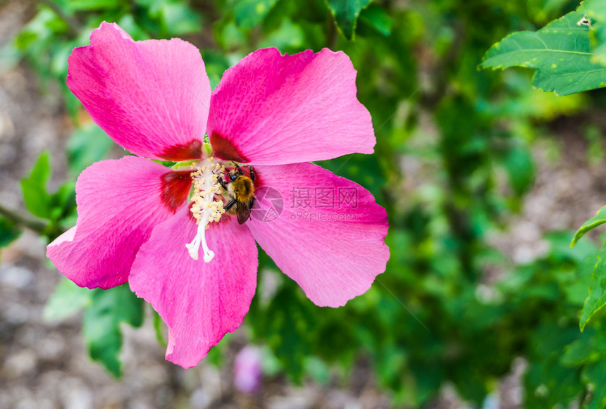 植物群叶子充满活力的粉红色花边朵在盛开的宏观中紧闭绿色图片