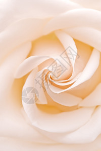 婚礼白玫瑰特写图片