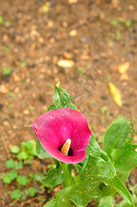 自然花园里的紫色阿鲁姆百合植物马蹄莲图片