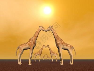 异国情调高的脖子日落前几对长颈鹿夫妇图片