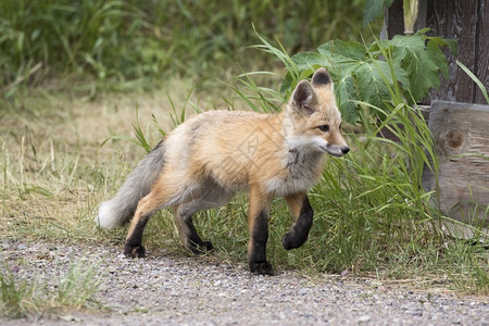 j公园山小狐狸在鹿角旁边的草地上散步图片