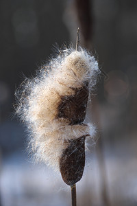 伟大的芦苇锤冬天自然高清图片