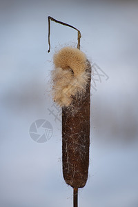 伟大的芦苇锤冬天荒野高清图片