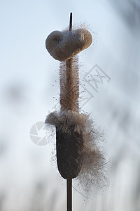 伟大的芦苇锤冬天自然高清图片