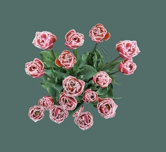 树叶复古红玫瑰外观冷淡绿色背景上有叶展示开花图片