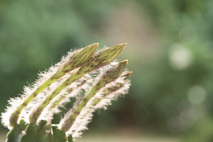 植物在自然背景echinopsissubdenudata芽上关闭锅热带图片