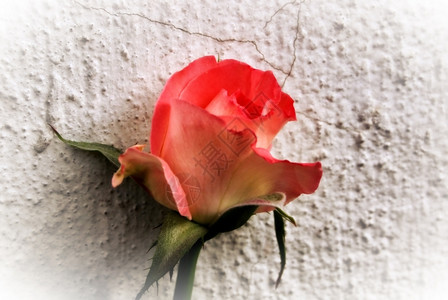 破裂抽象朦胧美丽的小橙玫瑰作为壁花墙充满活力背景图片