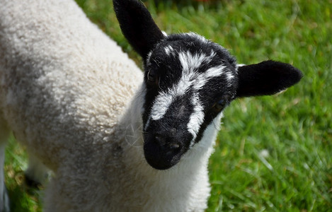 动物白色的可爱看着英格兰可爱羊羔的脸天气图片